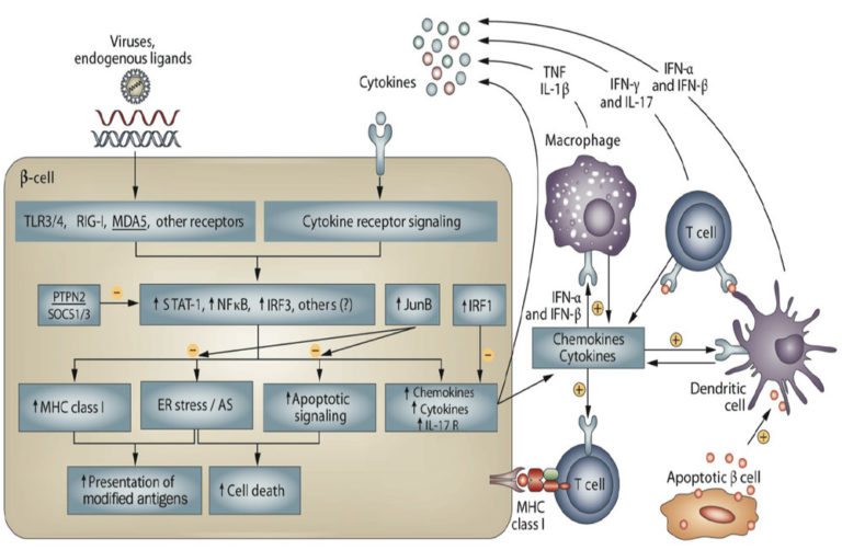 PATHOGENESIS OF TYPE 1 DIABETES – UCDR